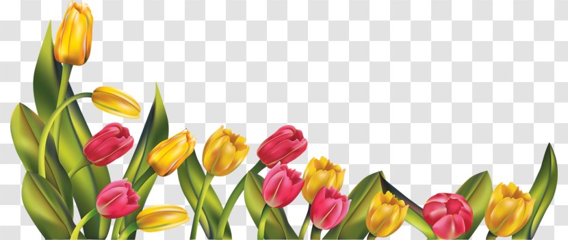 Tulip Flower Clip Art - Photography - Yellow Tulips Transparent PNG