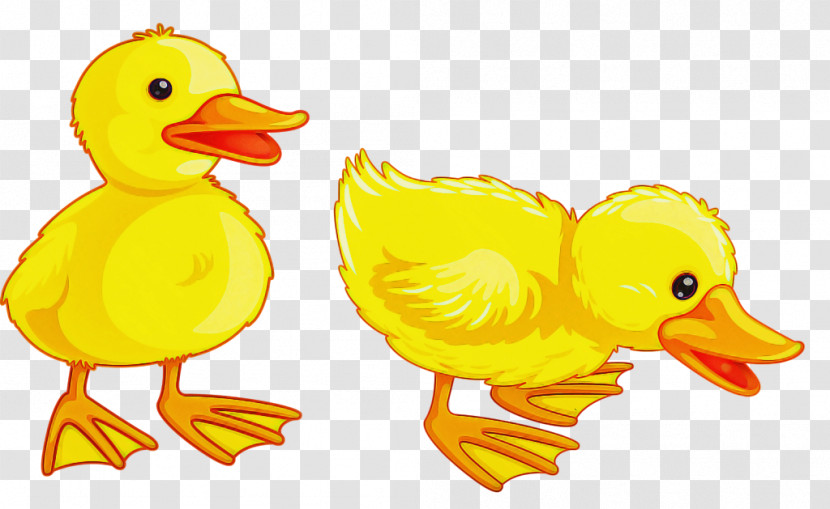 Bird Duck Ducks, Geese And Swans Yellow Water Bird Transparent PNG