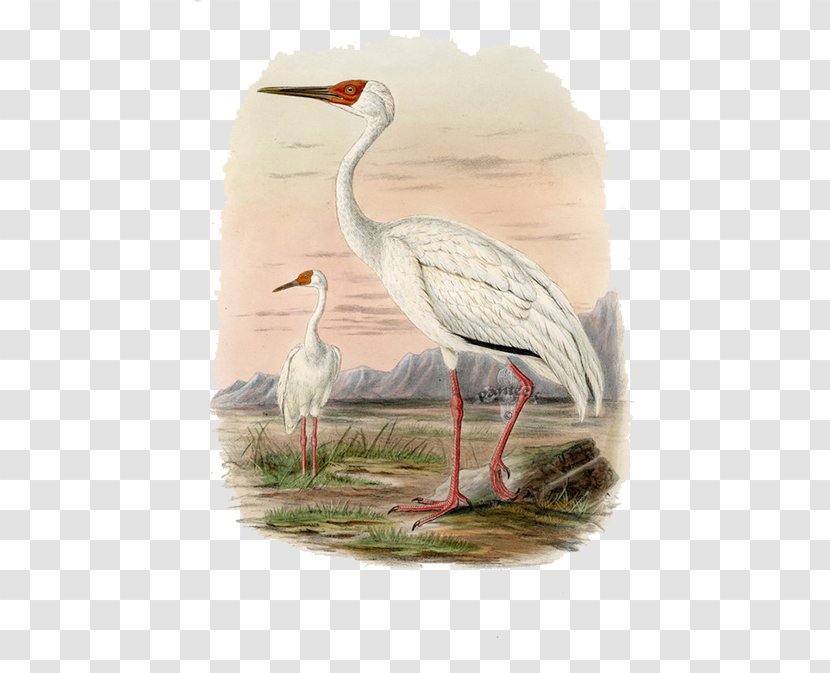 Crane A History Of The Birds Europe: Including All Species Inhabiting Western Palaeactic Region - Ibis - White FIG. Transparent PNG
