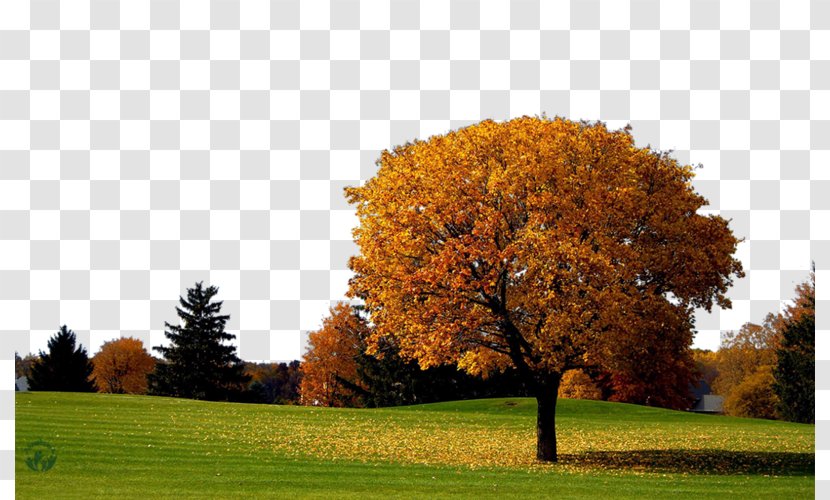 Autumn Desktop Wallpaper Image Photograph Summer - Meadow Transparent PNG