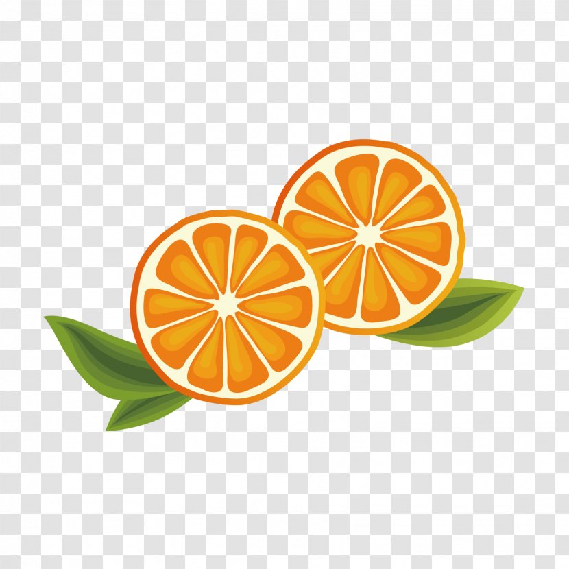 Vector Graphics Illustration Euclidean - Poster - Oranges Transparent PNG