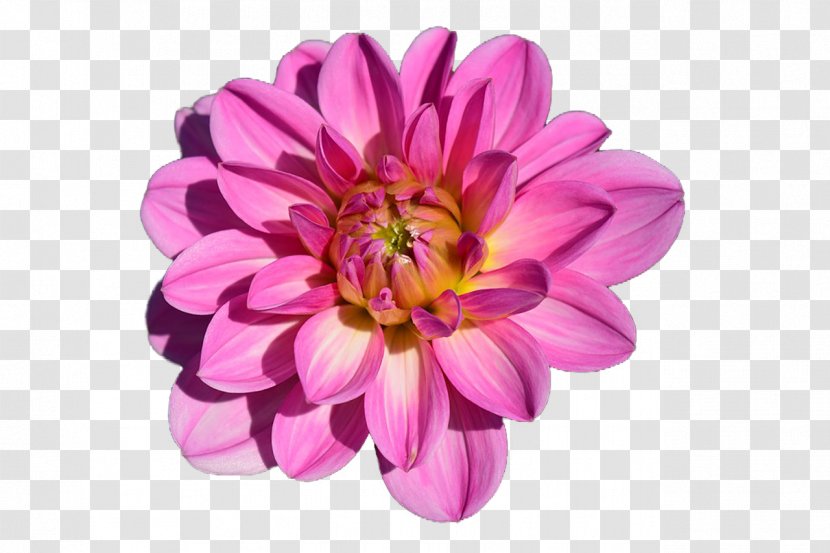 Flower Garden Dahlia - Roses - BLOSSOM Transparent PNG
