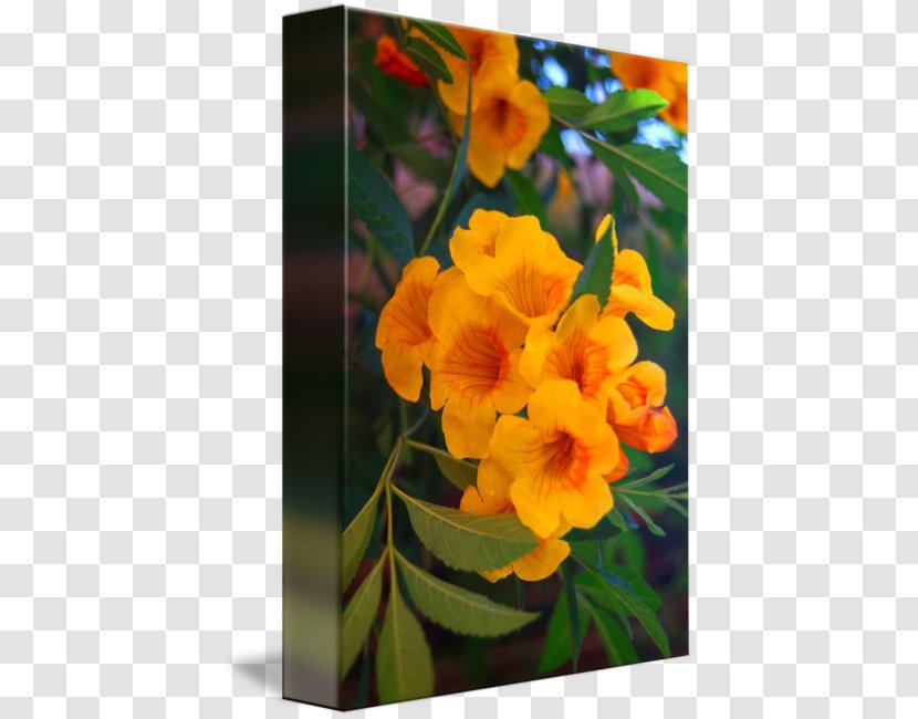 Edible Canna Violet Annual Plant Wildflower Family - Yellow Tree Transparent PNG