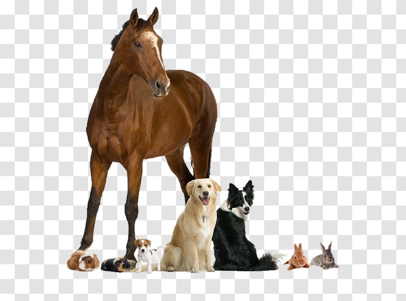 Animal Cartoon - Agriculture - Mustang Horse Colt Transparent PNG