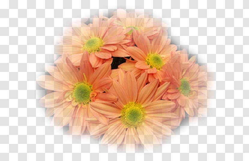 Cut Flowers Floral Design Artificial Flower Bouquet - Transvaal Daisy Transparent PNG