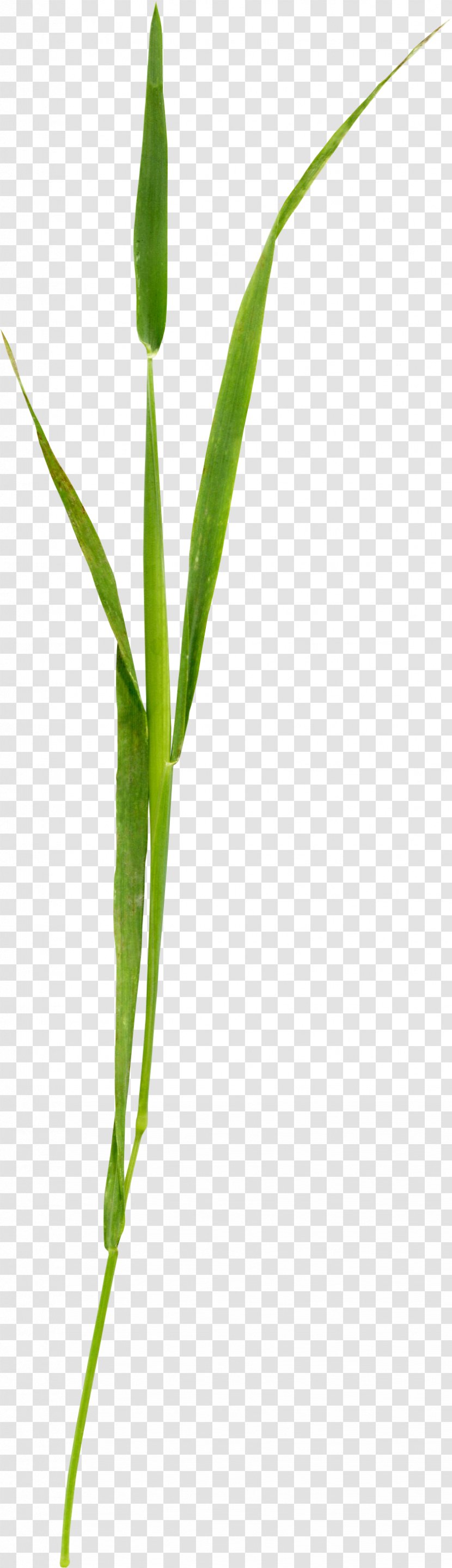 Twig Grasses Plant Stem Leaf Close-up - Grass - Beautiful Green Transparent PNG