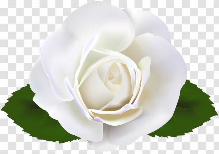 Garden Roses Clip Art - Rose - White Gerbera Transparent PNG