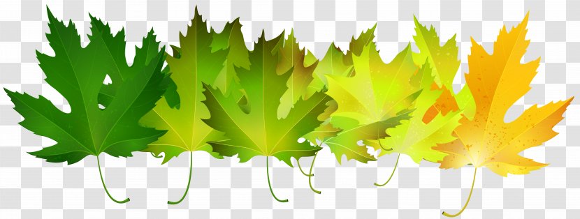 Autumn Leaf Color Green Clip Art - Plant - Leaves Transparent PNG