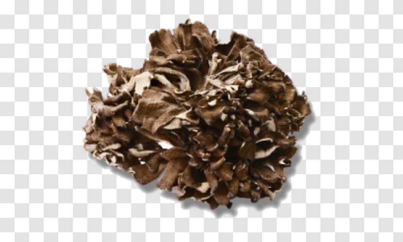 Hen-of-the-wood Herbal Tea Mushroom Upton Imports - Hen Of The Wood Transparent PNG