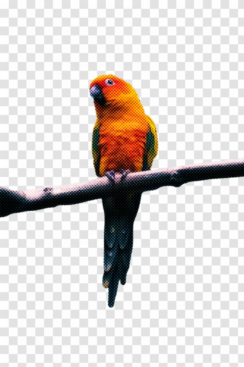 Bird Parrot - Pet - Budgie Lorikeet Transparent PNG