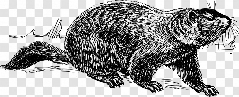 Groundhog Day The Clip Art - Terrestrial Animal - Black And White Transparent PNG
