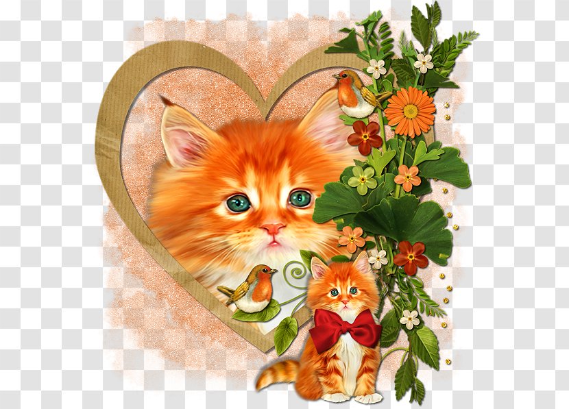Kitten Whiskers Tabby Cat Transparent PNG