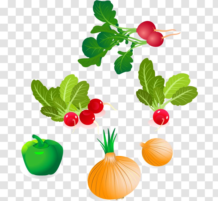 Vegetable Royalty-free Clip Art - Photography - Onion Radish Vegetables Vector Material Transparent PNG