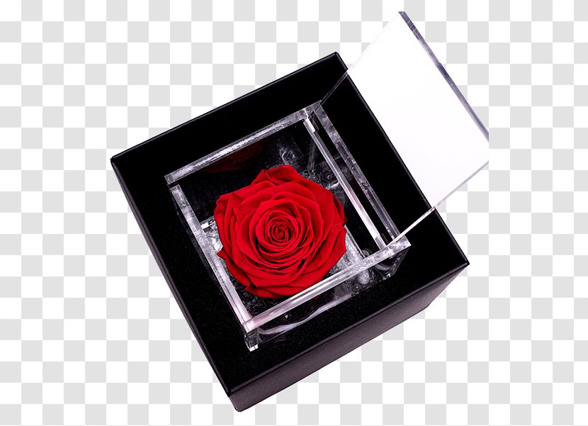 Garden Roses Color Light Red - Flover - Balcony Flower Box Transparent PNG