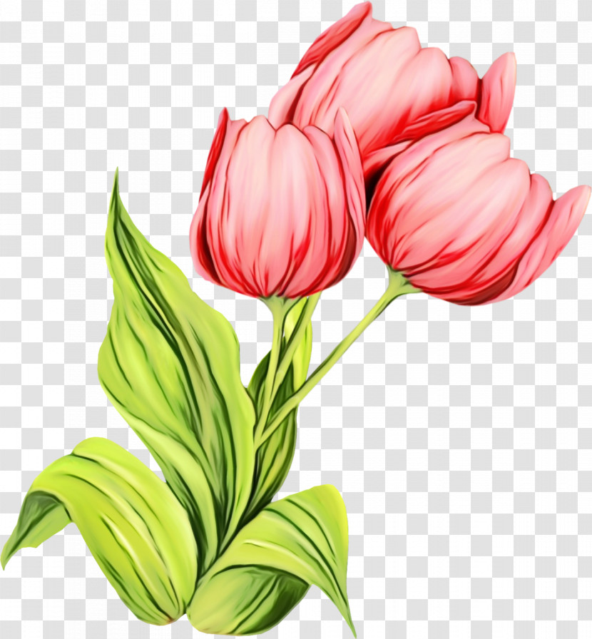 Flower Tulip Plant Petal Pink Transparent PNG