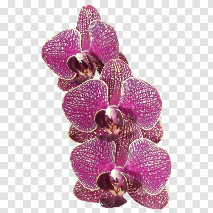 Moth Orchids Flower Plant - Deviantart - Orchid Transparent PNG