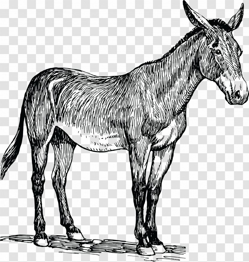 Mule Horse Drawing Line Art - Mane Transparent PNG