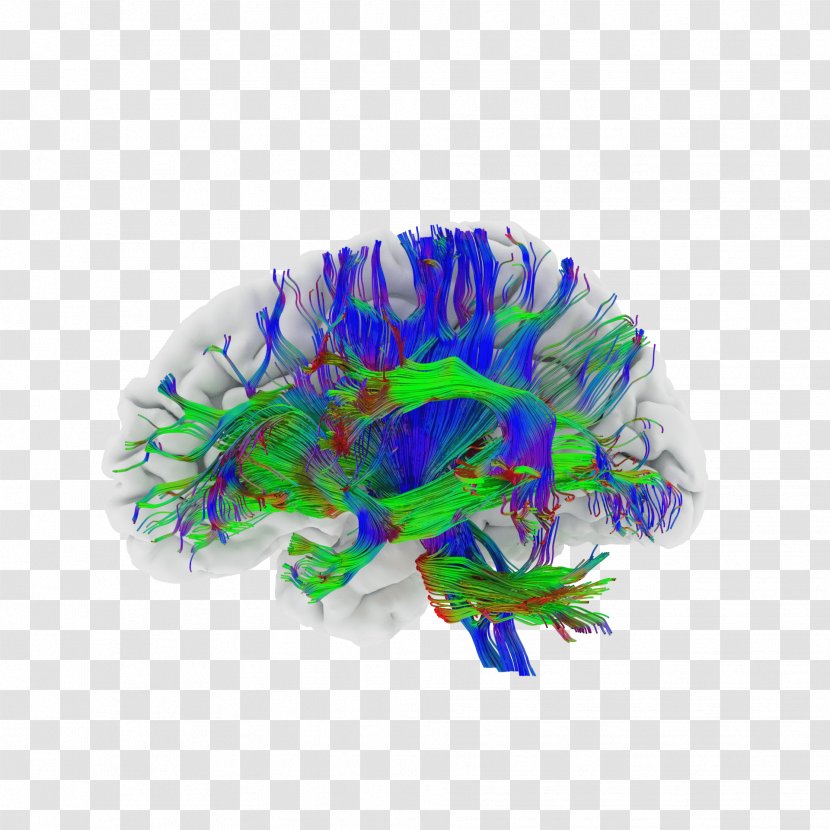 Comparative Anatomy Brain Organism Neuroanatomy - Human Body - Fibers Transparent PNG