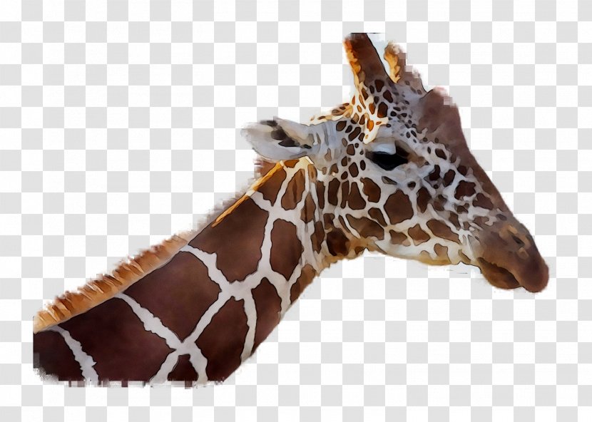 Giraffe Neck Fauna Terrestrial Animal Snout - Head - Figure Transparent PNG