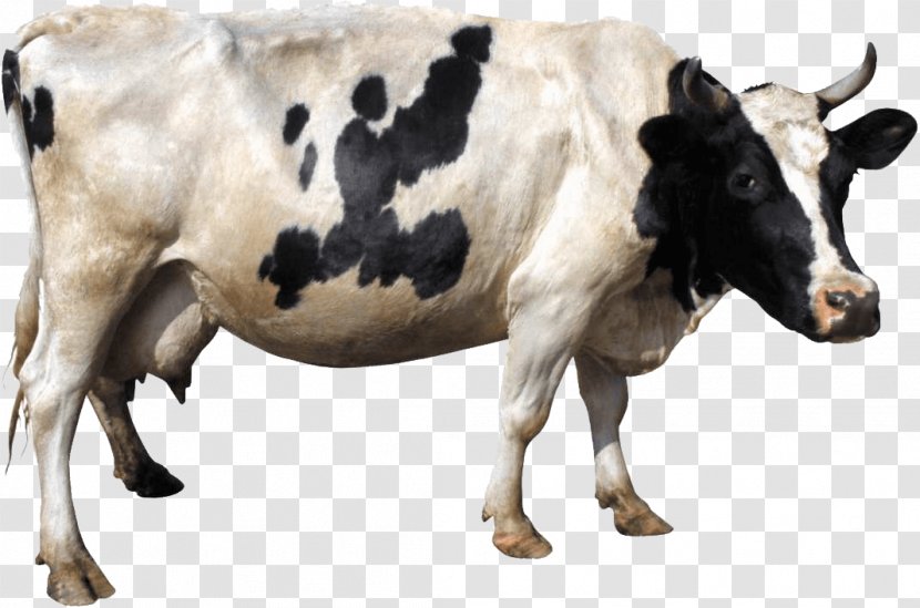 Holstein Friesian Cattle Gyr Clip Art - Cow Calf Operation - Image Transparent PNG