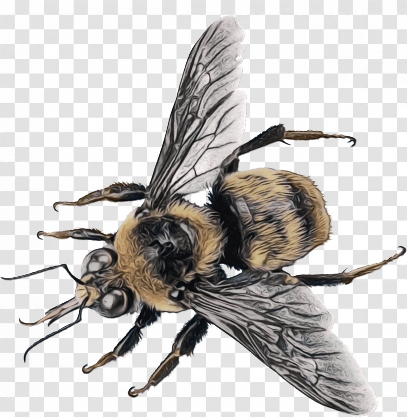 Honey Background - Pest - Hoverfly Bombyliidae Transparent PNG