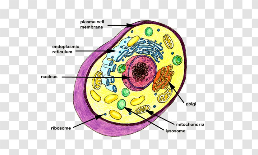 DNA Cell Nucleus Prokaryote Biology - Watercolor - Animal Transparent PNG