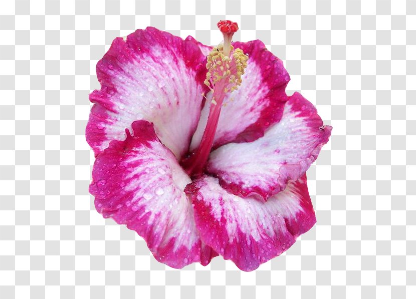 Hawaiian Hibiscus Pink Flowers Common Shoeblackplant - Rosemallows - Flower Transparent PNG