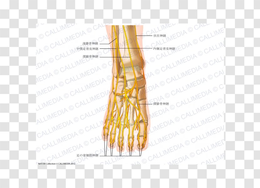 Thumb Intermediate Dorsal Cutaneous Nerve Foot Common Peroneal - Frame - Human Body 3D Transparent PNG