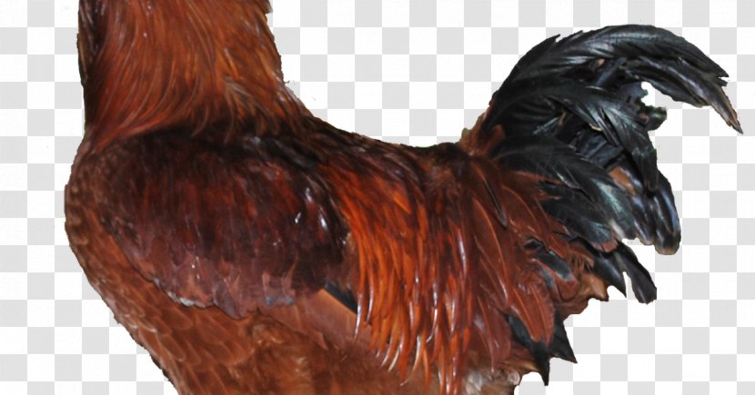 Rooster Cornish Chicken Leghorn Broiler Brahma - Galliformes - Free Range Farming Transparent PNG