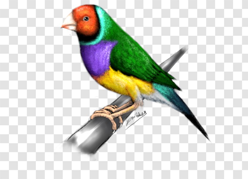 Finches Lovebird Parakeet Feather Beak - Organism Transparent PNG