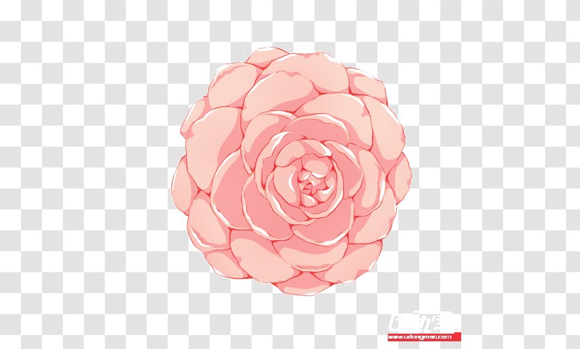 Garden Roses Cabbage Rose Flower Petal Pink M - Cut Flowers Transparent PNG