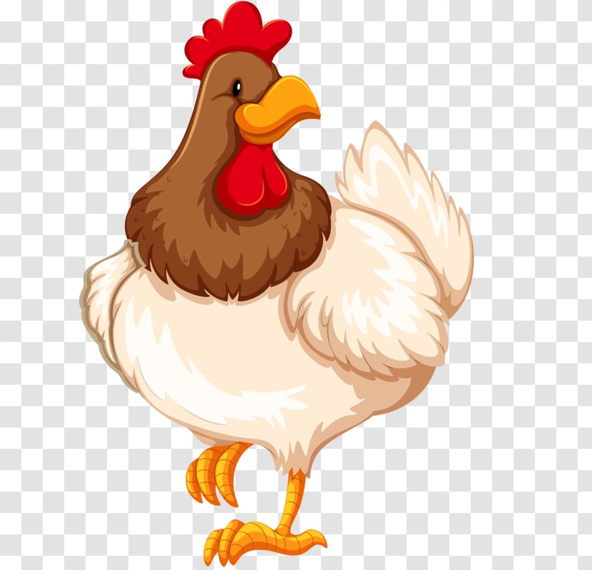 Chicken Clip Art - Phasianidae Transparent PNG
