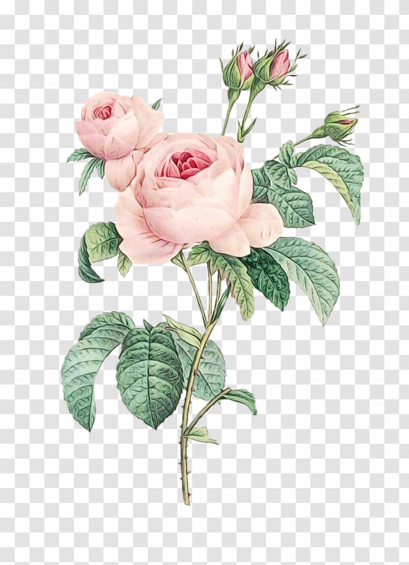 Drawing Of Family - Common Peony - Plant Stem Japanese Camellia Transparent PNG
