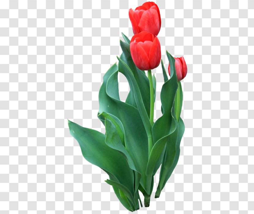Tulip Flower Transparent PNG
