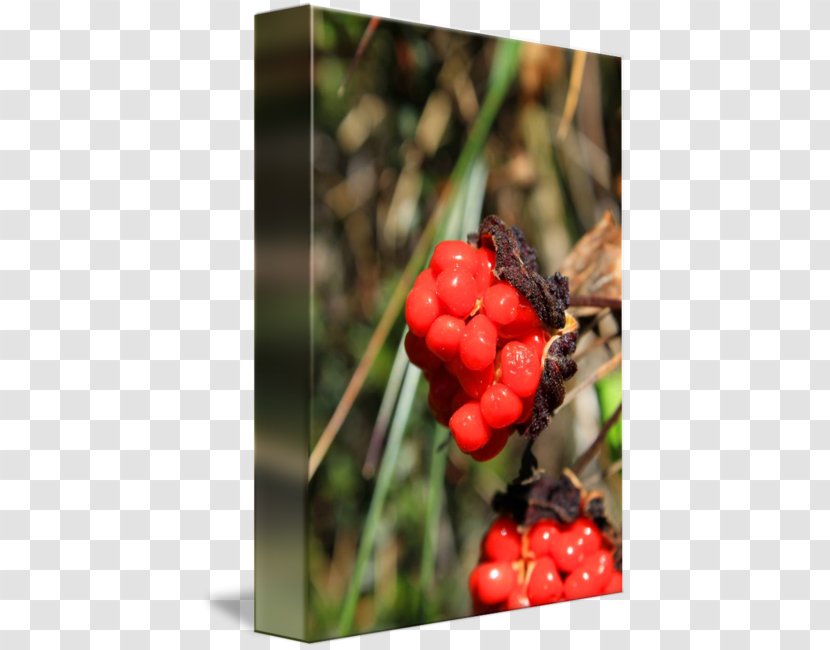 Cloudberry Raspberry Cranberry Mulberry Berries - Red Berry Branch Transparent PNG