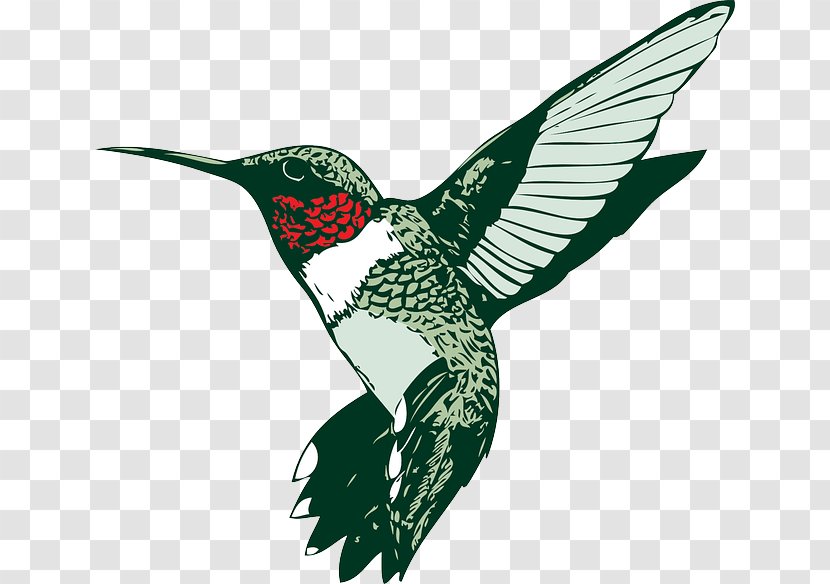 Ruby-throated Hummingbird Clip Art - Fauna - Bird Transparent PNG