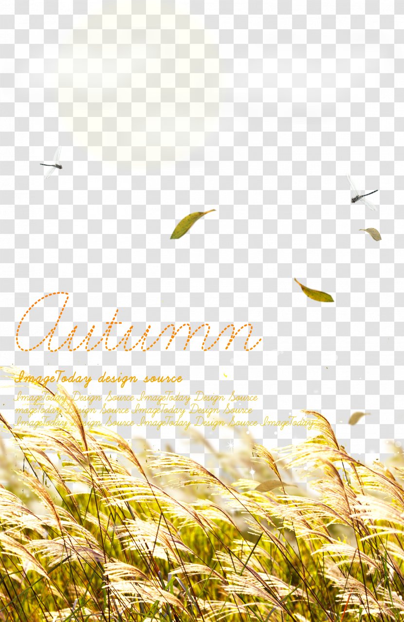 Download Wallpaper - Mockup - Autumn Reed Beautiful Background Material Transparent PNG