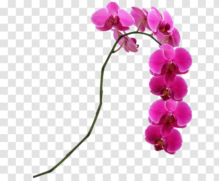 Flower Moth Orchids Pink Singapore Orchid Lady's Slipper Transparent PNG