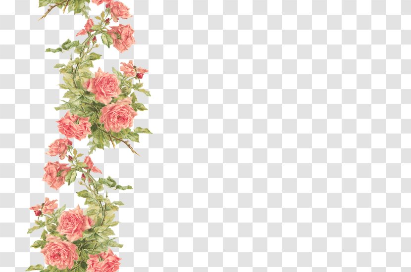 Desktop Wallpaper Rose Flower - Shrub - Peach Transparent PNG