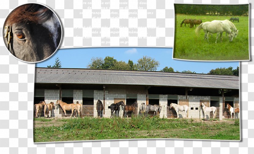 Horse Show Farm Cavalry Pasture - Grass Transparent PNG