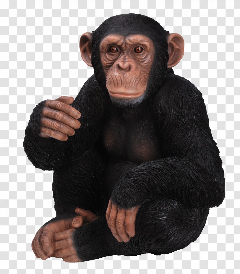 Chimpanzee Gorilla Ape Ornament Sitting - Monkey Transparent PNG