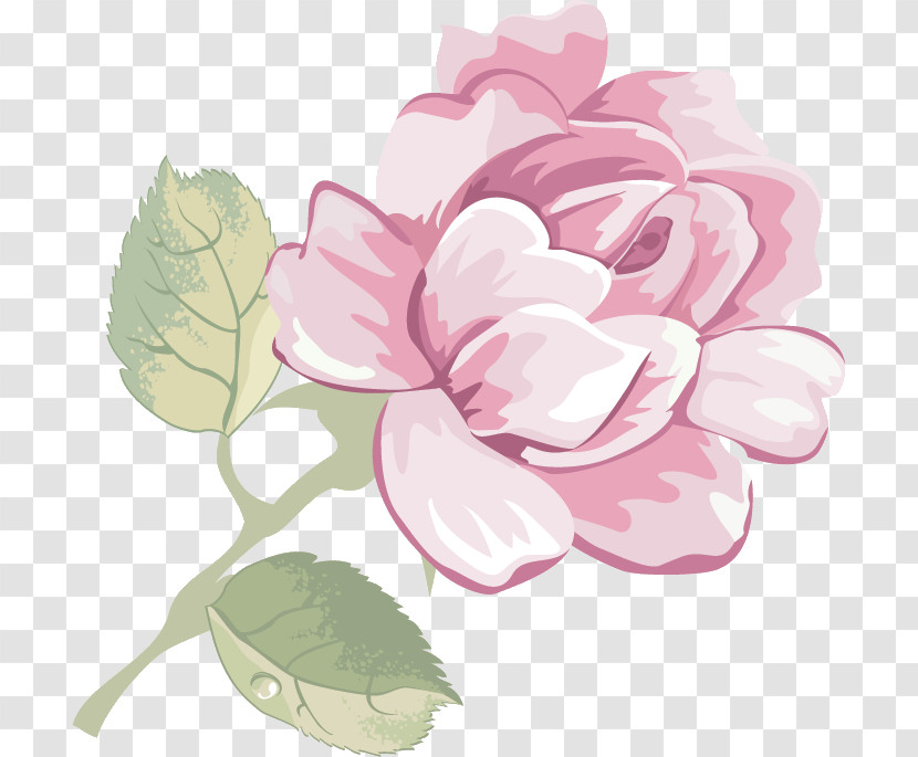 Rose Transparent PNG