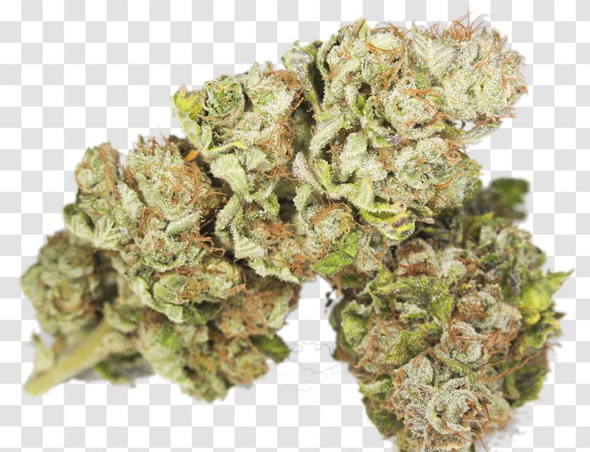 Hulk Kush Cannabis Sativa Strain - Marijuana Transparent PNG
