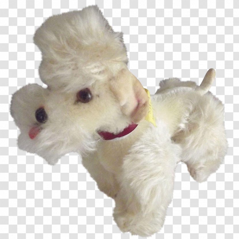West Highland White Terrier Maltese Dog Schnoodle Breed Companion - Poodle Transparent PNG