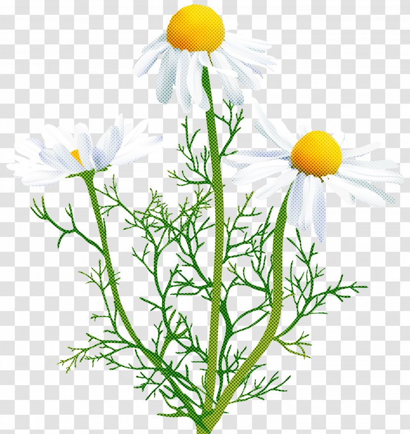 Flower Mayweed Chamomile Camomile Plant - Chamaemelum Nobile - Marguerite Daisy Dandelion Transparent PNG