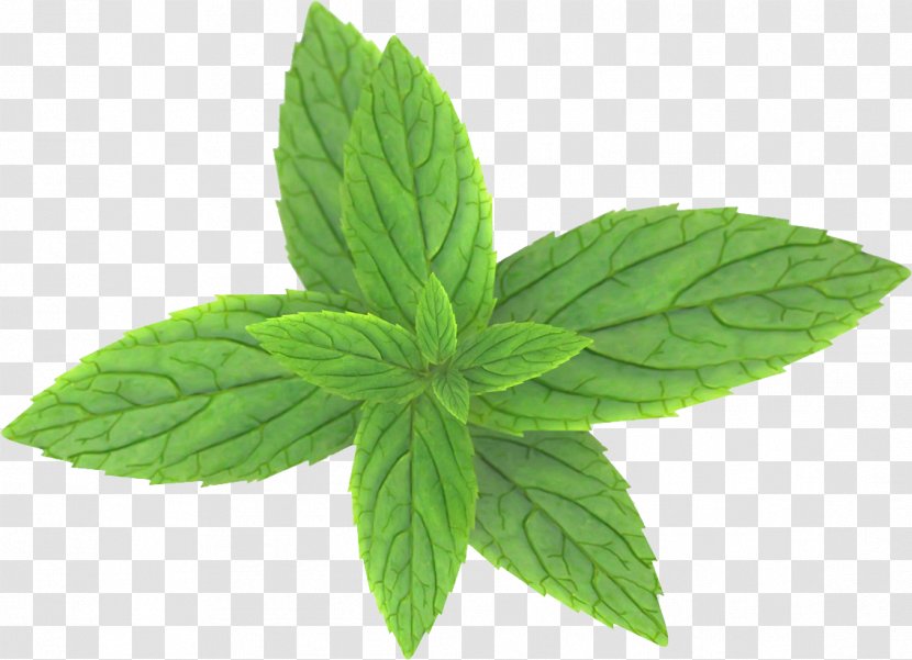 Peppermint Clip Art - Leaf - Mint Transparent PNG