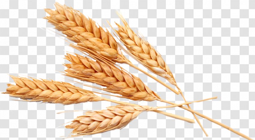 Oat Pasta Ear Durum Emmer - Food Grain Transparent PNG