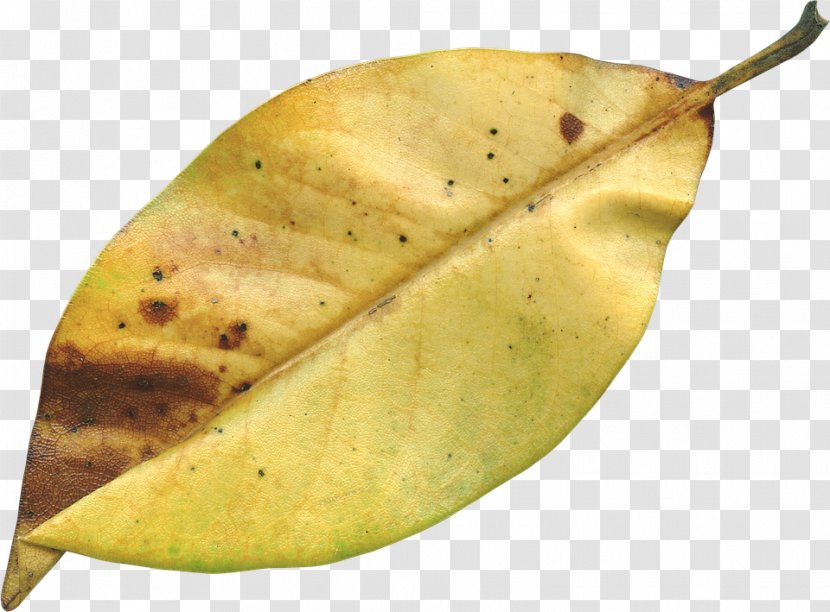 Autumn Leaf Image File Formats Transparent PNG