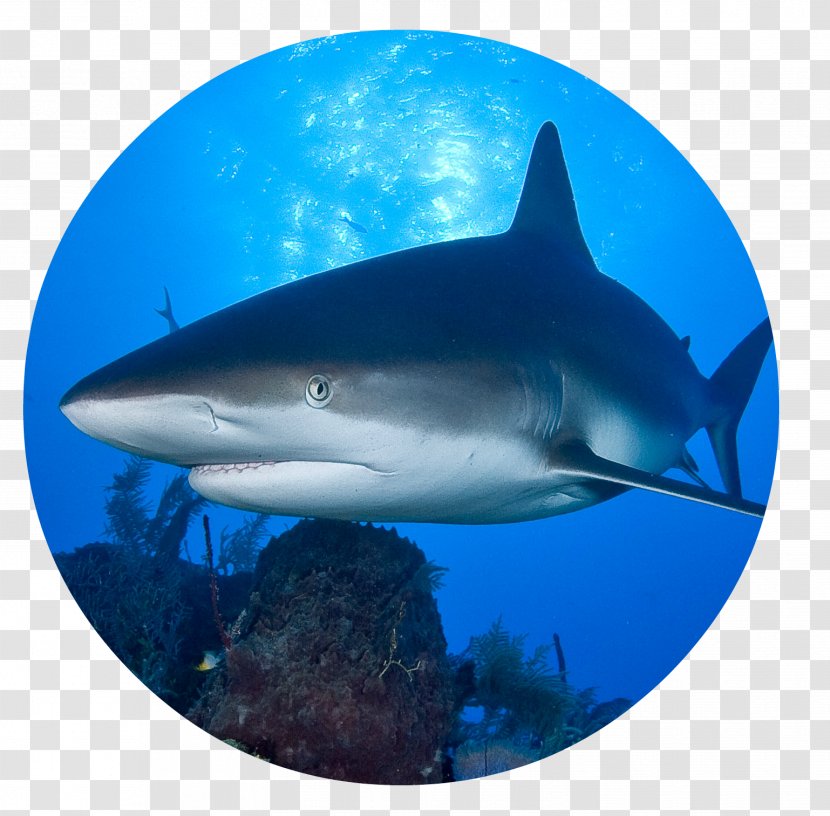 Hungry Shark Evolution World Finning Great White - Fin Transparent PNG