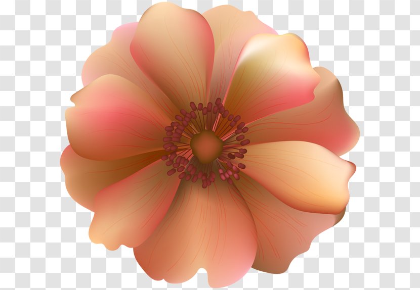 Desktop Wallpaper Rose Clip Art - Cut Flowers Transparent PNG